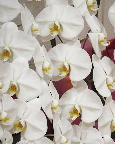 練馬区のみなと式典の白い胡蝶蘭の花の写真