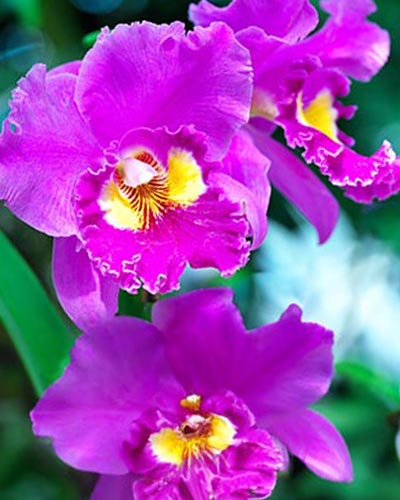 練馬区のみなと式典の紫のカトレアの写真